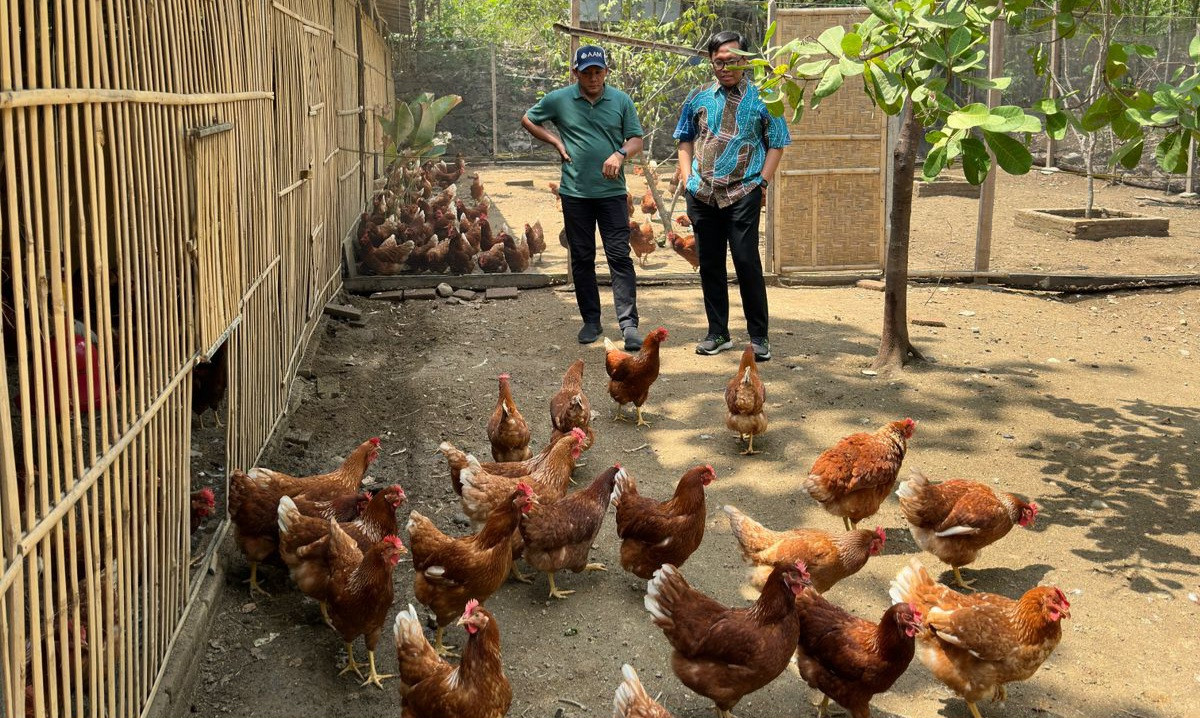 UGM Kembangkan Teknologi Pakan Rendah Protein untuk Peternakan Ayam di Komunitas Jamblang Genthong