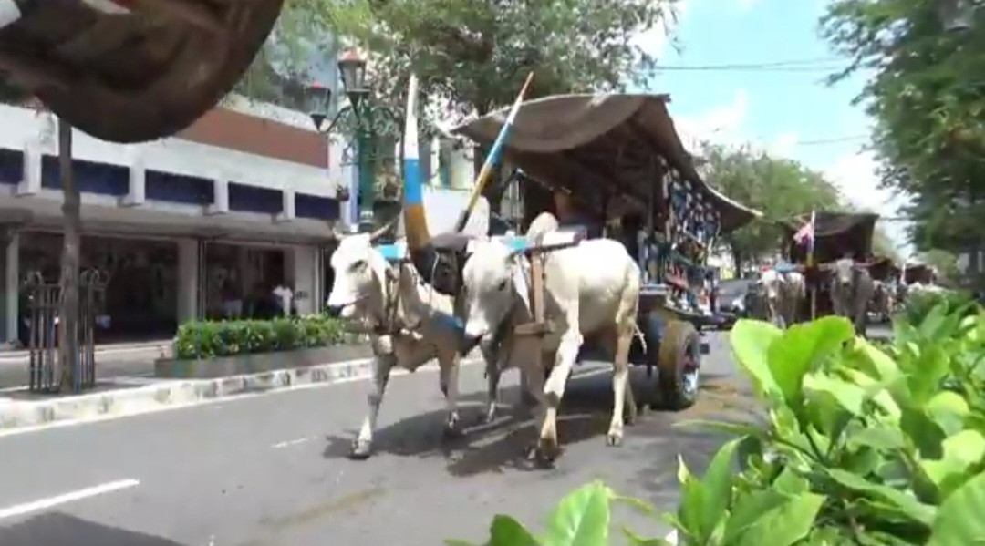 Korban Malioboro City Akan Bawa Puluhan Gerobak Sapi Gelar Pisowanan Ke Kraton Yogya