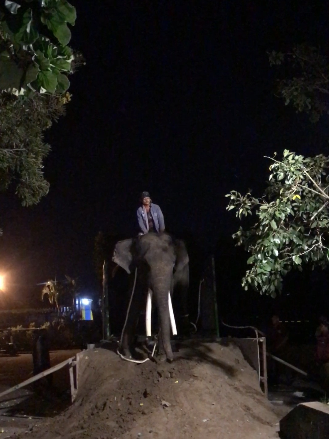 Begini Kondisi Tiga Ekor Gajah Sumatera yang Ditranslokasi Dari Taman Wisata Candi Borobudur (TWC) Ke Gembiraloka Zoo Yogyakarta