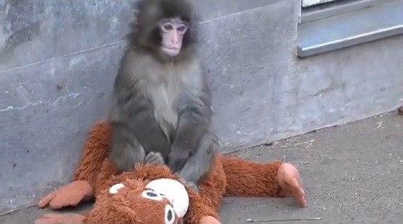 BONEKA DI PELUKAN PUNCH: SEMAHLUK KESEPIAN DI ICHIKAWA