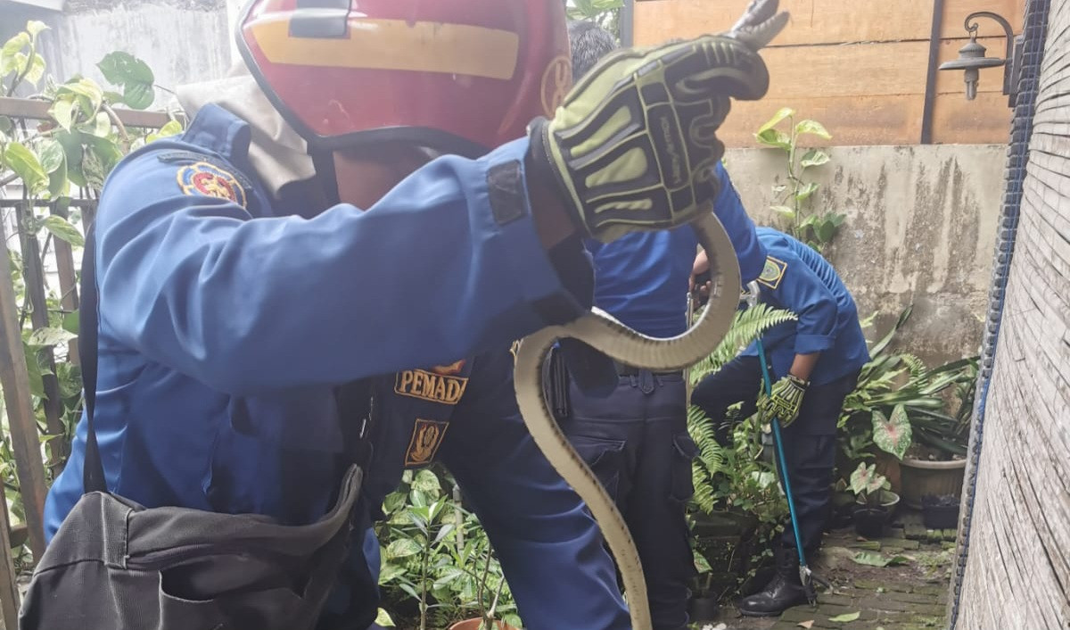 Ular Sawa Sepanjang 1 Meter Masuk ke Pemukiman, Tim Damkar Kasihan Bantul Bergerak Cepat Evakuasi